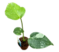 2" Custom Asst: Philodendorn Monstera Thai Constellation